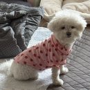 복기애견 | 9. 그러니까 우린, 부서지면서 우리가 영혼을 갖고 있었단 걸 보여준 거지.