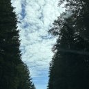 seattle diaries | Mt.Rainier 🌲 마운트 레이니어 , 차이나타운 하버시티 레스토랑 🥟