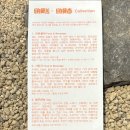 소나무 미트