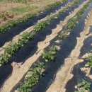 상일농장 이미지