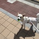 보듬펫살롱 이미지