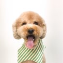 쿨독펫샵 이미지