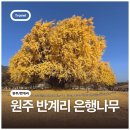 반계매점세차장 | 원주 반계리 은행나무, 풀밭 위 압도적인 아름드리 은행나무