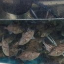 청림물회 이미지