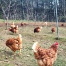 봄빛농장 이미지