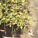 방울목장 이미지