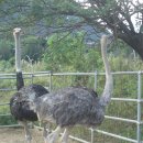 임씨네농장 이미지