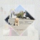 펫 매니저 | 다이소 강아지 신발 써도 될까? 펫샵 매니저의 솔직 후기