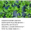 어린 열무 주문받습니다~ 이미지