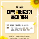 [올마이스] 제19회 태백해바라기 축제 이미지