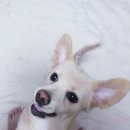 이개 누구개 이미지