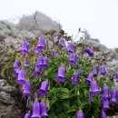 금강초롱 이미지