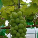 대길농장 이미지