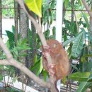 보홀섬에 있는 세계에서 가장 작은 안경원숭이 입니다... 이미지