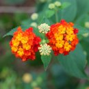 금구 溫 이미지