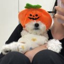 ［고산］옷잘입는강아지 펫패션 | [강아지 겨울옷] 나보다 예쁜 옷 입는 아기개의 ootd