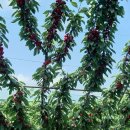 은혜농장 이미지