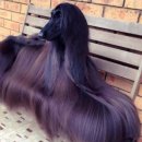 아름다운 개 이미지