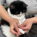 겨울나는나비 동물병원 이미지