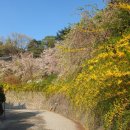 상암 | 각원사 겹벚꽃 실시간 개화상황 리얼후기(2025.4.22)
