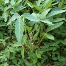 신도리-8 이미지