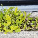 동네밥집 이미지