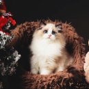 랙돌 캐터리 아이돌스(IDOLLS) 이미지