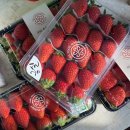 옥종농장 | SSG 푸드마켓 딸기 3종 구매후기 금실딸기 맛있어!