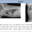 힐스타운 동물병원 이미지
