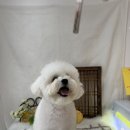 복이애견샵 | 서대문구애견미용 그루미송 반려견목욕 내돈내산 후기