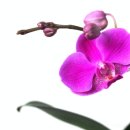 여송지성 이미지