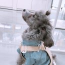 다솜코튼