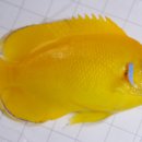 물고기자리 이미지