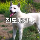 진도개천국 이미지