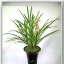 양수강남의원 이미지