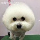 개모임애견샵