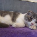 신통방통 동물병원 이미지