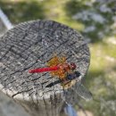 고추잠자리 이미지