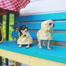 봉평 물소리펜션 이미지