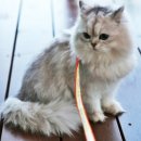 오일농장 이미지