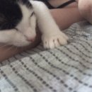 무릉수복