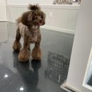 쁘띠꼬미