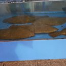 활어시장회도매센타 이미지