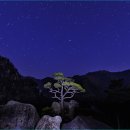 바위 솔 이미지