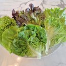 정진농장 | 프리미엄 샐러드 유럽상추 정진농장 후기