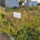 안성리-2 이미지