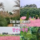 청산농원 | 태안 청산수목원 핑크뮬리 만개 ｜가을 빛으로 물든 환상적인 풍경