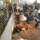 신기부화장 이미지