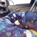 개 친절 펫택시 이미지