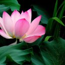 아마란스 이미지